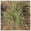 Everwilde Farms - 1 Lb Buffalo Grass Native Grass Seeds