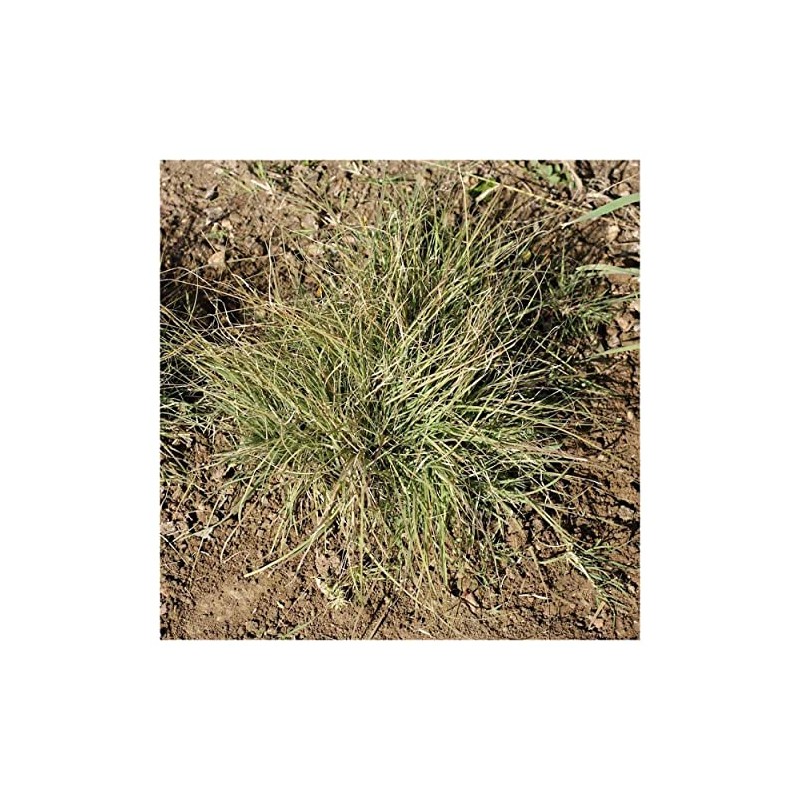 Everwilde Farms - 1 Lb Buffalo Grass Native Grass Seeds