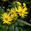 Outsidepride Silphium Cup Plant Flower Seeds - 400 Pcs Perennial,