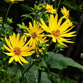 Outsidepride Silphium Cup Plant Flower Seeds - 400 Pcs Perennial, Tall 3-7 Feet, Attracts Bees & Butterflies, Full Sun, Loamy Moist Soil for Pollinator Gardens & Wildlife Support