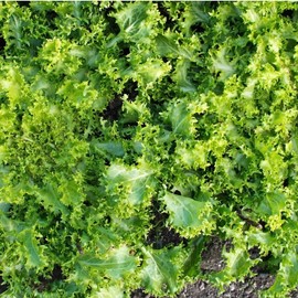 Green Curled Ruffec Endive Garden Seeds: 1 Oz - Non-GMO Vegetable Gardening Seed - Grow Microgreens, Salad Greens