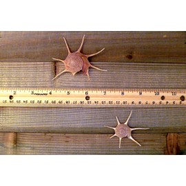 Guildfordia Yoka 3" collectible beautiful specimen seashell beach decor