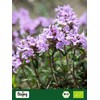Biojoy Organic Thyme Tea (100g), Dried and Sliced (Thymus vulgaris)