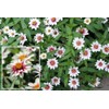 Zinnia Zahara Starlight Rose Nice Garden Flower by Seed Kingdom