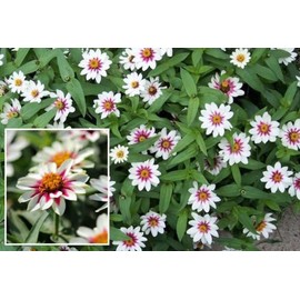 Zinnia Zahara Starlight Rose Nice Garden Flower by Seed Kingdom (100 Seeds)