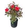 AMPLEX Hibiscus 3 Gallon Growers Pot, Red Hot