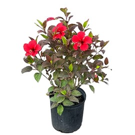 AMPLEX Hibiscus 3 Gallon Growers Pot, Red Hot