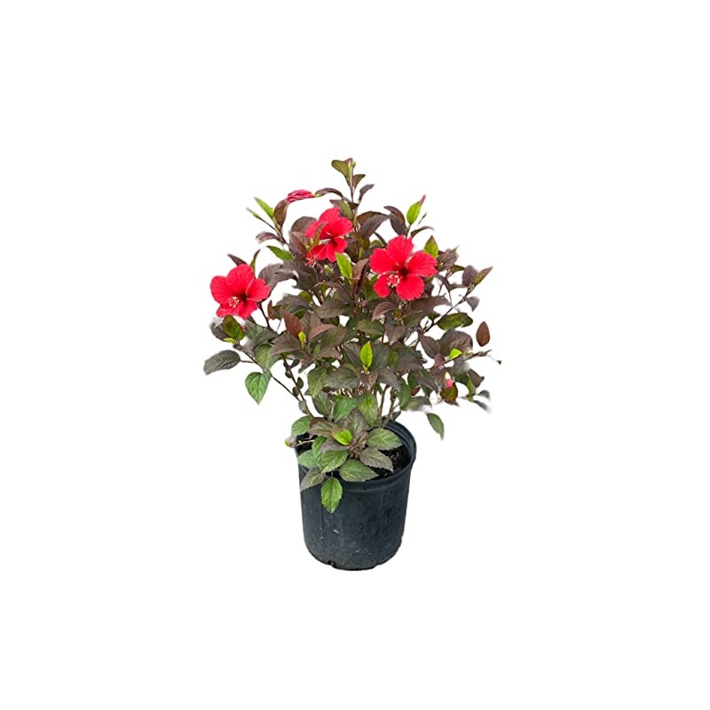 AMPLEX Hibiscus 3 Gallon Growers Pot, Red Hot