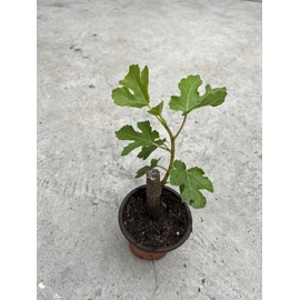 Fig Tree 10” Cutting With Pot Live Plant Ready To Plant