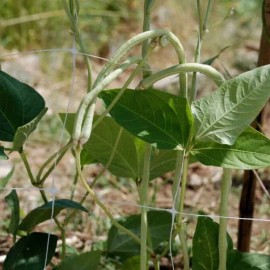 MySeeds.Co Top Pick Cream Pea, Cowpea (Vigna Unguiculata) Vegetable Seeds, Creamy and Mild - 1/4 LB (~ 480 Seeds)