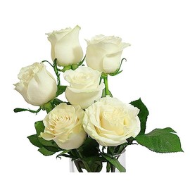 KaBloom PRIME NEXT DAY DELIVERY - Fall Collection - White Roses 6 with Greens Bouquet .Gift for Birthday, Sympathy, Anniversary, Get Well, Thank You, Valentine, Mother’s Day Fresh Flowers