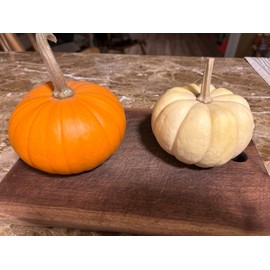 Little orange pumpkin seeds 15 Ct organically grown for 2025 garden