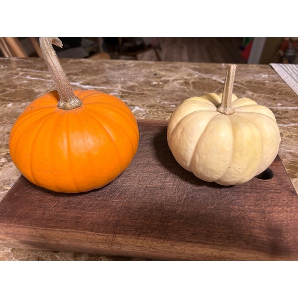 Little orange pumpkin seeds 15 Ct organically grown for 2025