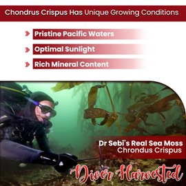 Peruvian Sea Moss 4 Oz | Makes 120+ Oz of Sea Moss Gel | Dr. Sebi Inspired, Sun-Dried | Pacific Coast's Finest & Dense Sea Moss