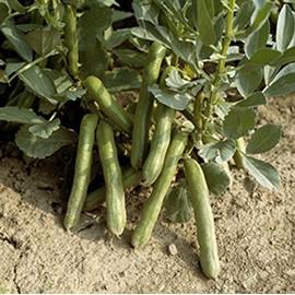 Vroma Thick Bean Puff Beans 125g Seeds