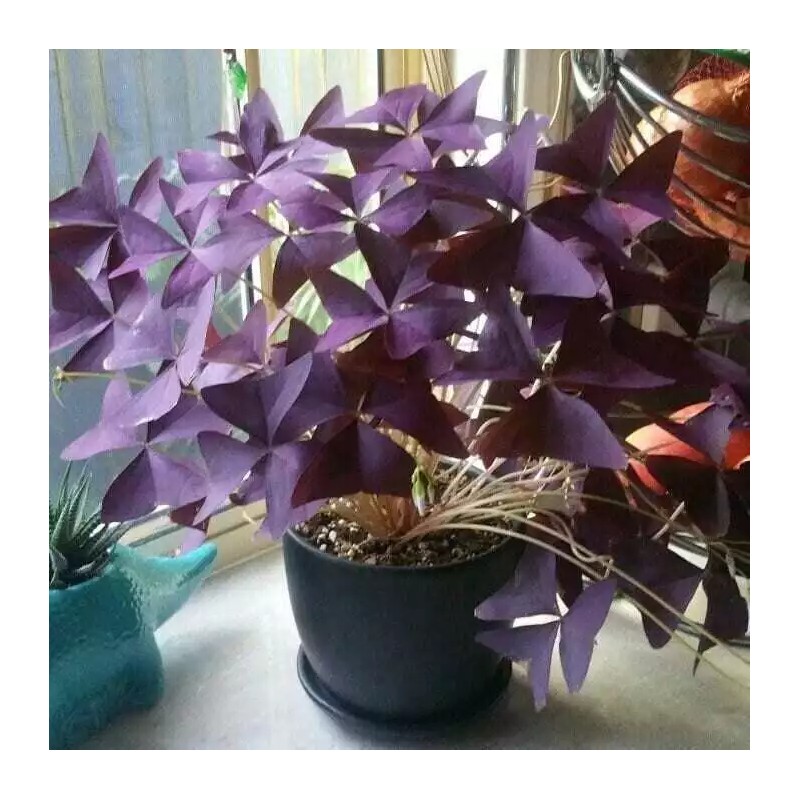 dynamitedeals35 Oxalis Triangularis "MYKE" Wood Sorrel (Purple Shamrock)-Bulb - 1