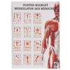 Musculature of Man Mini Poster Booklet Anatomy 34 x 24