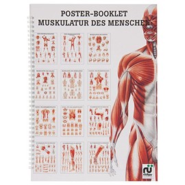 Musculature of Man Mini Poster Booklet Anatomy 34 x 24 cm 12 Posters