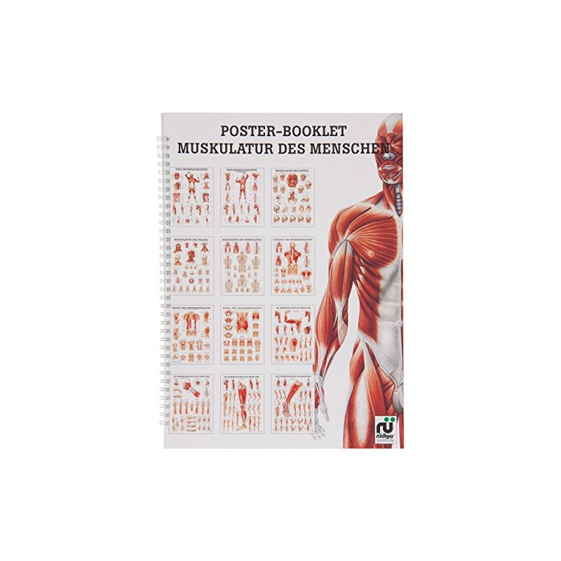 Musculature of Man Mini Poster Booklet Anatomy 34 x 24
