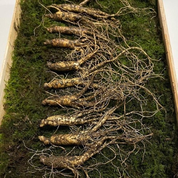7-8 year old Hoengseong wild ginseng gift set of 10