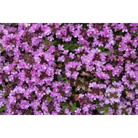 Creeping Thyme Seeds -Perennial Ground Cover Plants Dwarf Flowers (Thymus serpyllum), Pack of 30,000 Seeds from Seeds2Go