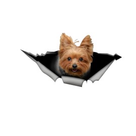 Car Sticker Yorkshire Terrier Sticker 15 cm (5.9 Inch) Yorkshire Terrier Reflective Sticker 3D Ripped Car Sticker Pet Dog Funny Sticker Laptop Bumper Funny Decor