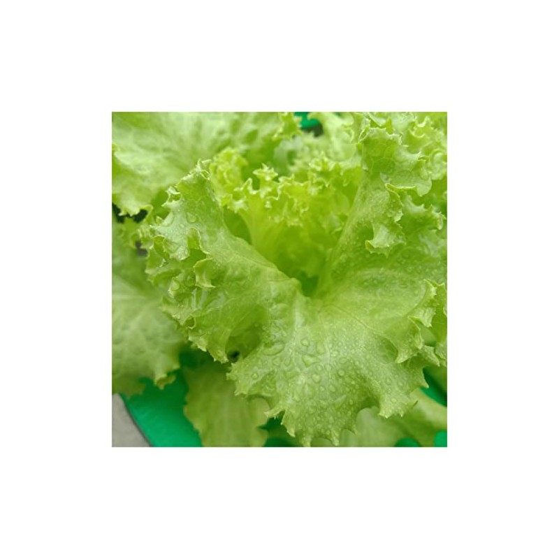 Everwilde Farms - 1 Oz Grand Rapids Lettuce Seeds -