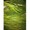 Maine Forest & Farm 4oz MAINE DRIED EASTERN WHITE PINE