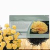 Outsidepride Yellow Carnation Seeds - 1000 Pcs Biennial, Easy to