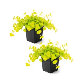 Creeping Jenny Live Plant (Lysimachia nummularia) - 2 Plants Per Pack - Healthy Trailing Perennial - Beautiful Accent Plant - 6" Tall by 4" Wide in 1 Pt Pot