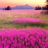 Alaska Fireweed Flower - Chamaenerion angustifolium - 1000+ Seeds -