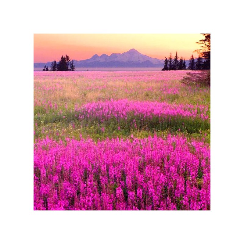 Alaska Fireweed Flower - Chamaenerion angustifolium - 1000+ Seeds -