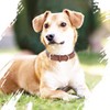 Genuine Leather Padded Dog Collar Comfortable Strong Soft Collars Best