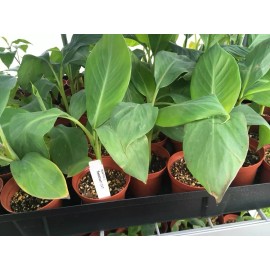 Unbranded FHIA-03 “Sweetheart” Dwarf Banana Plant – RARE Dwarf Banana