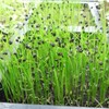 Onion Sprouting Seeds - 1 Oz ~8,400 Seeds - Non-GMO,