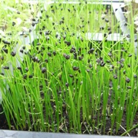 Onion Sprouting Seeds - 1 Oz ~8,400 Seeds - Non-GMO, Organic Sprout Seed - Grow Sprouts