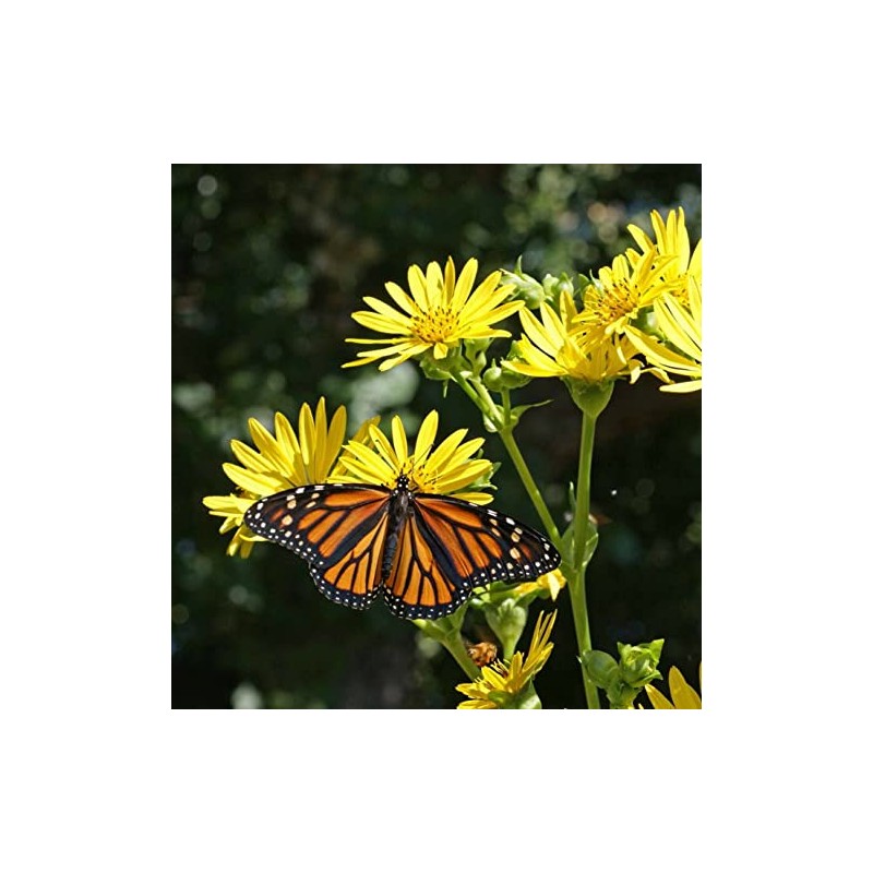 50 Cup Plant Silphium perfoliatum Flower Seeds - Beautiful! Sunflower