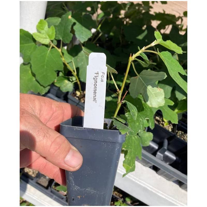 Fignomenal Dwarf Fig Tree – Dwarf Fig Plant – Self