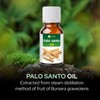 Palo Santo (Bursera graveolens) Essential Oil 100% Pure & Natural