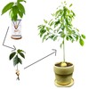 Avocado Tree Growing Kits Avocado Growing Vase Wooden Base Avocado