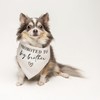 Promoted to Big Brother Dog Bandana | 100% Unbleached Cotton