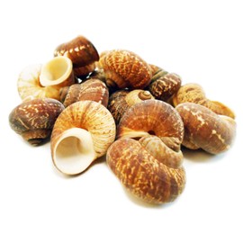Set of 100 Natural Fernandezi Land Snail Shells 3/4" - 1" Beach Crafts Hobby Coastal Cottage Decor Vase Filling Small Hermit Crabs