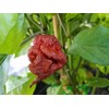 Chocolate Reaper Hot Pepper Seeds 10+ Seeds