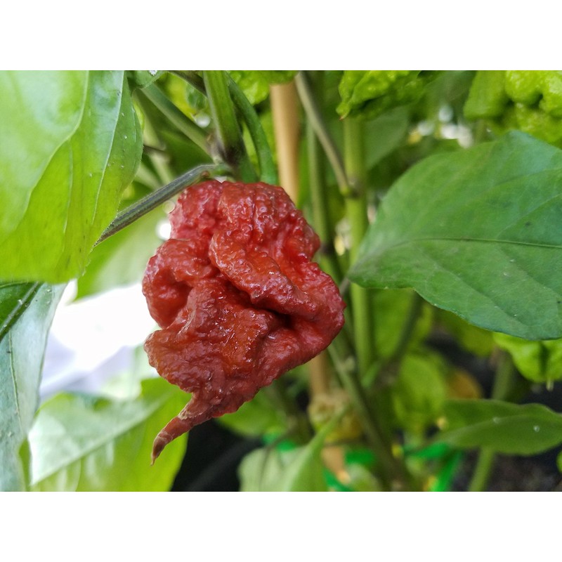Chocolate Reaper Hot Pepper Seeds 10+ Seeds