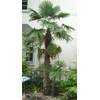 Rare Plant Tree Seeds 30+ Windmill Palm Seeds (Trachycarpus fortunei)