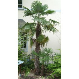 Rare Plant Tree Seeds 30+ Windmill Palm Seeds (Trachycarpus fortunei)