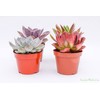 Live Echeveria Succulent Plants (4 Pack) – Assorted 4-Inch –