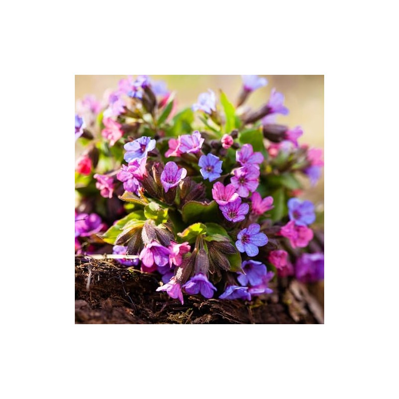 Alpi Nature Lungwort Tea Organic 200 g, Organic Lungwort Dried