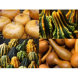 “Artisan's Palette Gourd Mix” Gourd Mix Seeds – 12+ Gourd Types in One Packet – Decorative and Useful | Never GMO, Always Heirloom and Open-Pollinated | USA Grown Seeds by Liliana's Garden |