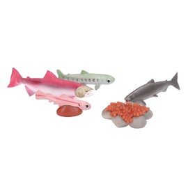 Bnineteenteam Growth Cycle Model Material Safe Odorless Vivid Real Salmon Animal Life Cycle Model for Above 3 Years Old